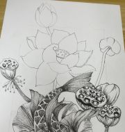 荷花和鱼