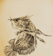 回顾《龙之子》